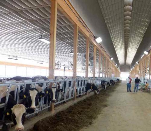 cows eating in a barn