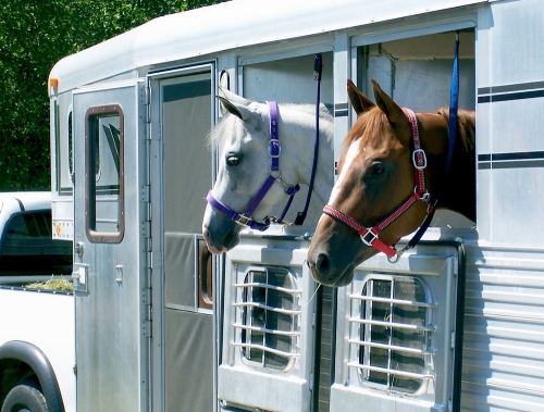Horses in horse trailer.