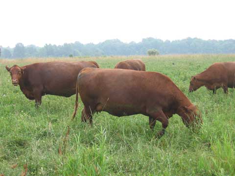 cattle grazing