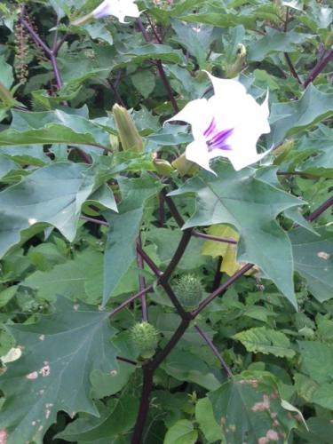 Jimson Weed