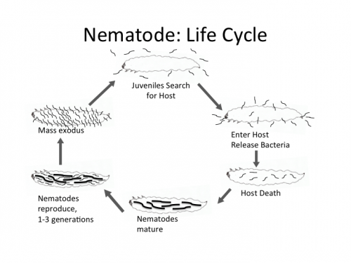 nematode life cycle