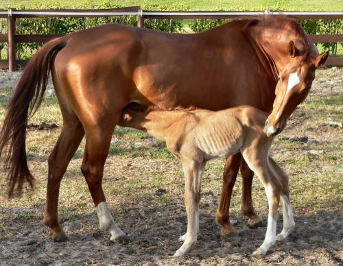 nursing foal