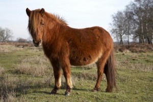shaggy pony