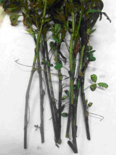 Spring black stem