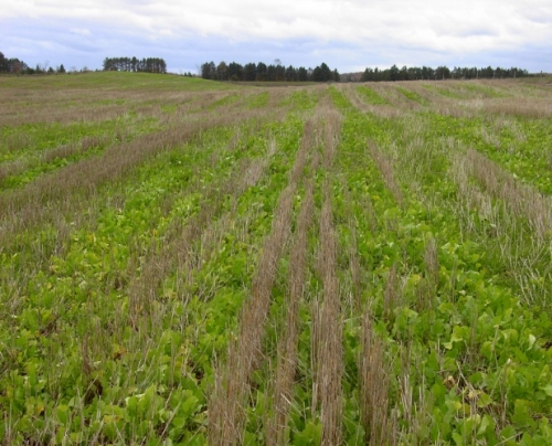 Oilseed radish interseeded into wheat stubble