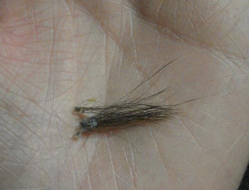 hair clump from rain rot