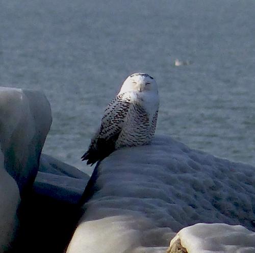 snowy owl