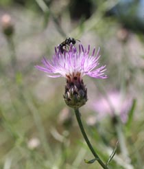 Spotted knapweed