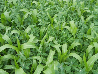 Annual forage mixture