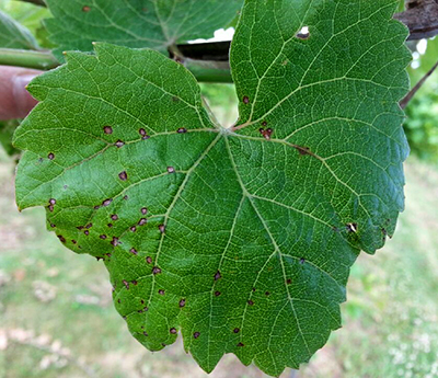 Small grayish-brown spots on leaf.