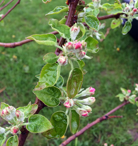 Apple growth May 12