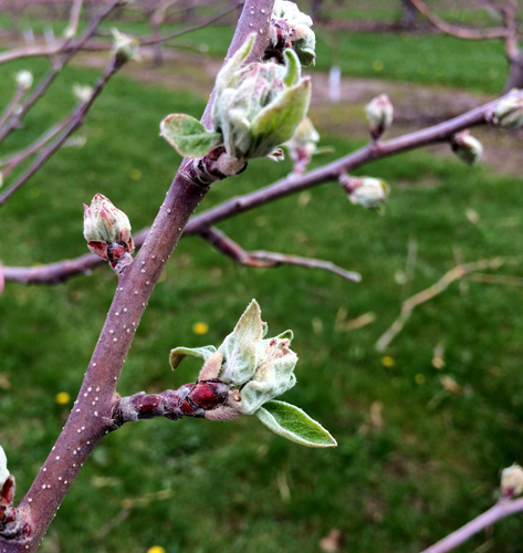 Apple growth May 7