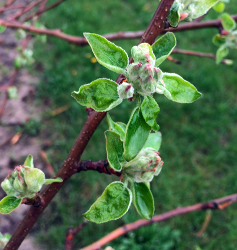 Apple growth May 9