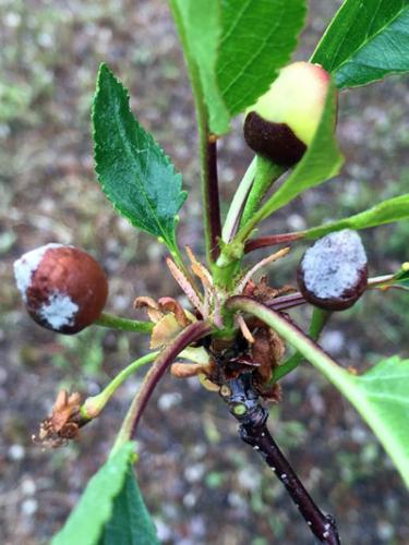 Apple scab spores