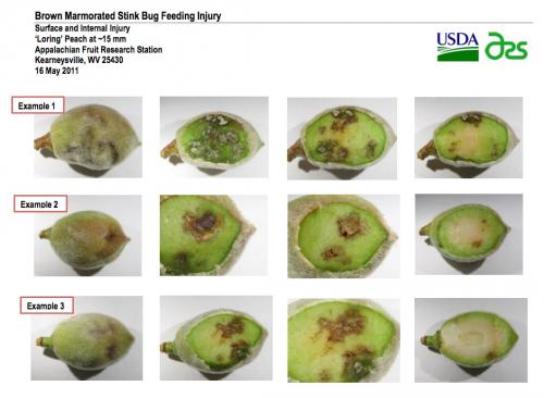 Examples of injury from brown marmorated stink bug