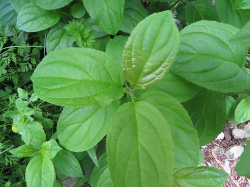 European Buckthorn