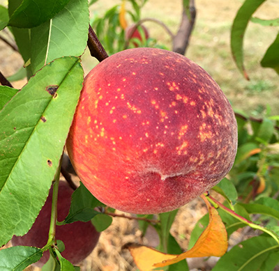 Bacterial spots on peach.