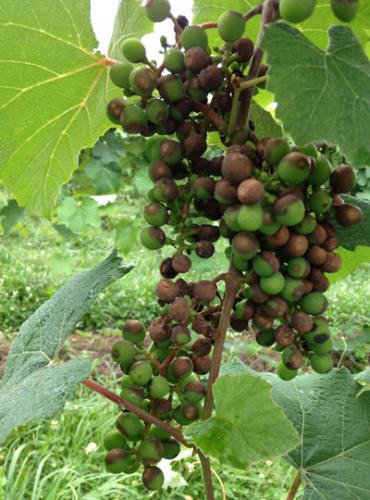 black rot grapes