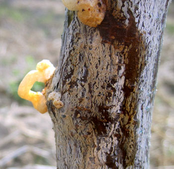 Apricot sapling oozing