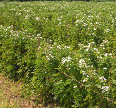 Blackberry Primocane bloom