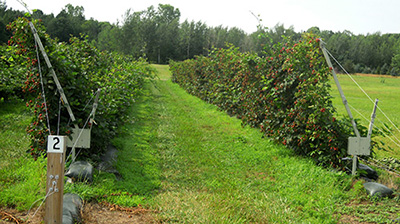 Blackberry Swing trellis.