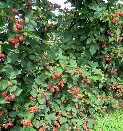 Blackberry Swing trellis fruit.
