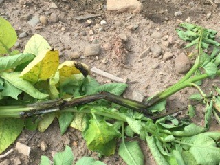 blackleg on potato stems