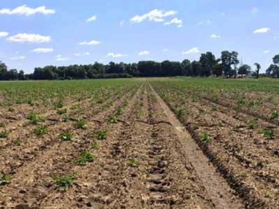 Potato field with poor emergence.