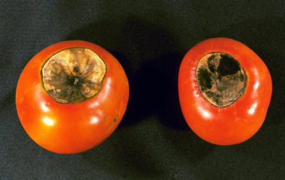 blossom end rot on tomatoes