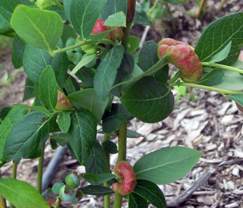 Blueberry stem galls