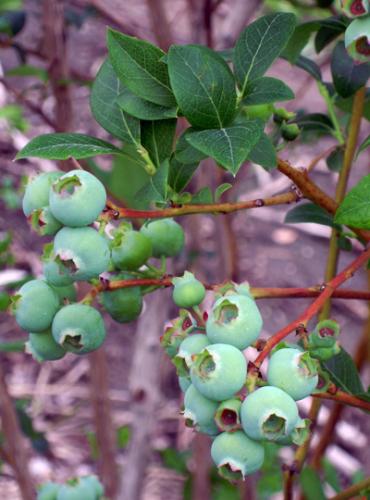 bluecrop green fruit
