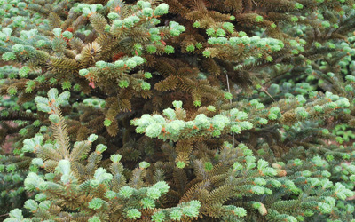 Bronzed foliage spruce spider mite