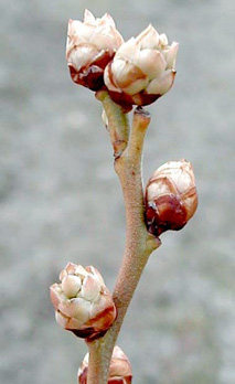 Bud break