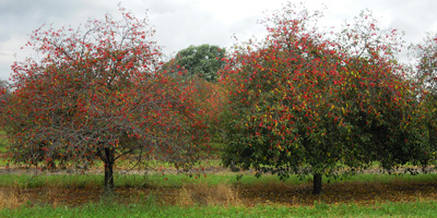 cherry leaf spot defoliation