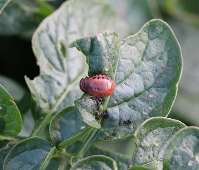 Colorado potato beetle larva