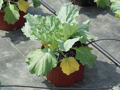 Ornamental cabbage