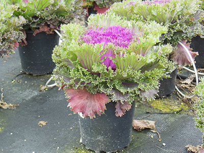 Ornamental kale