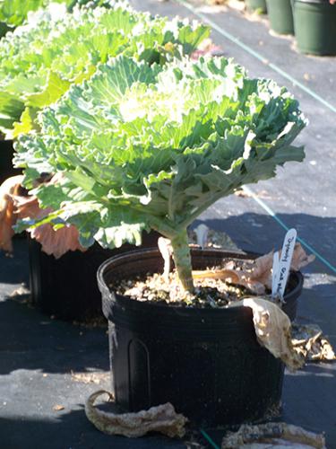 Ornamental cabbage and kale with lower basal leaves.