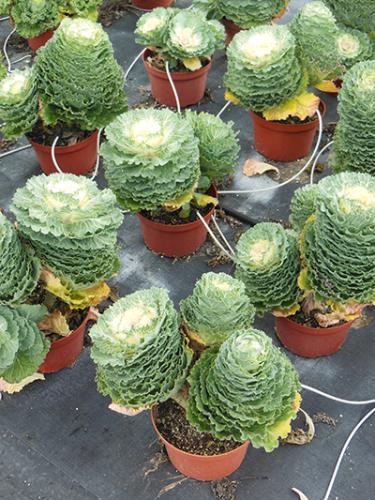 Stems of ornamental cabbage and kale.