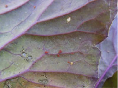 Aphids on cabbage leaf.