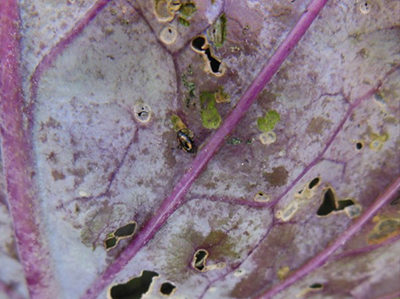 Flea beetle leaf damage.