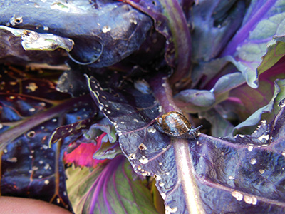 Snail on ornamental cabbage leaf.