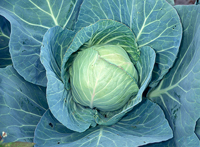 Cabbage