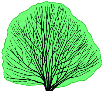 Carpinus tree shape