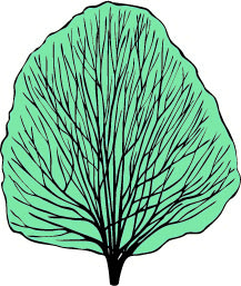 Carpinus Betulus shape