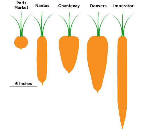 How to Grow Carrots | Illinois Extension | UIUC