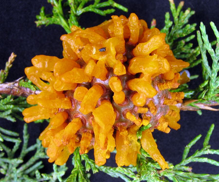 Cedar apple rust