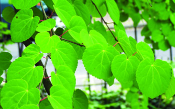 Cercidiphyllum japonicum leaves