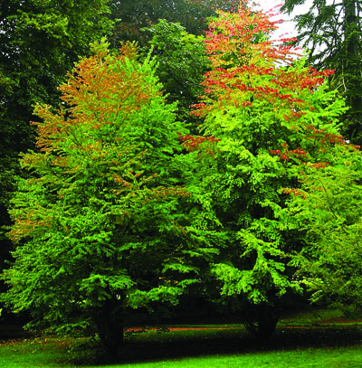 Cercidiphyllum japonicum