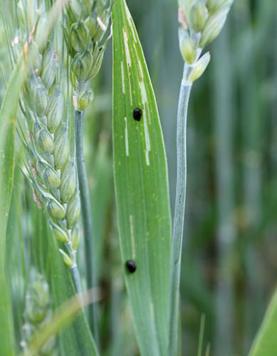 Close-up of a cereal leaf beetle on a leaf.